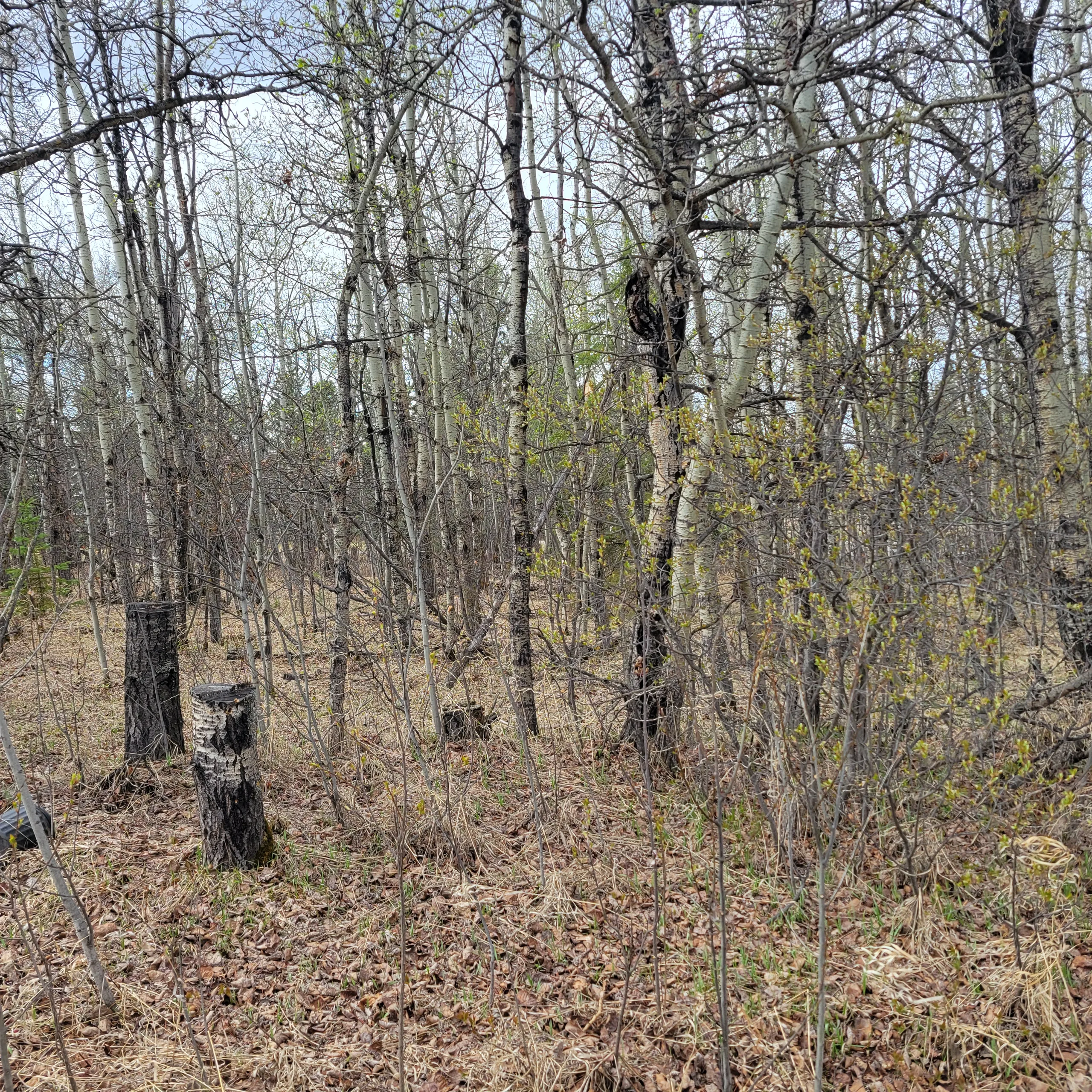 Wildfire resilience clearing work
