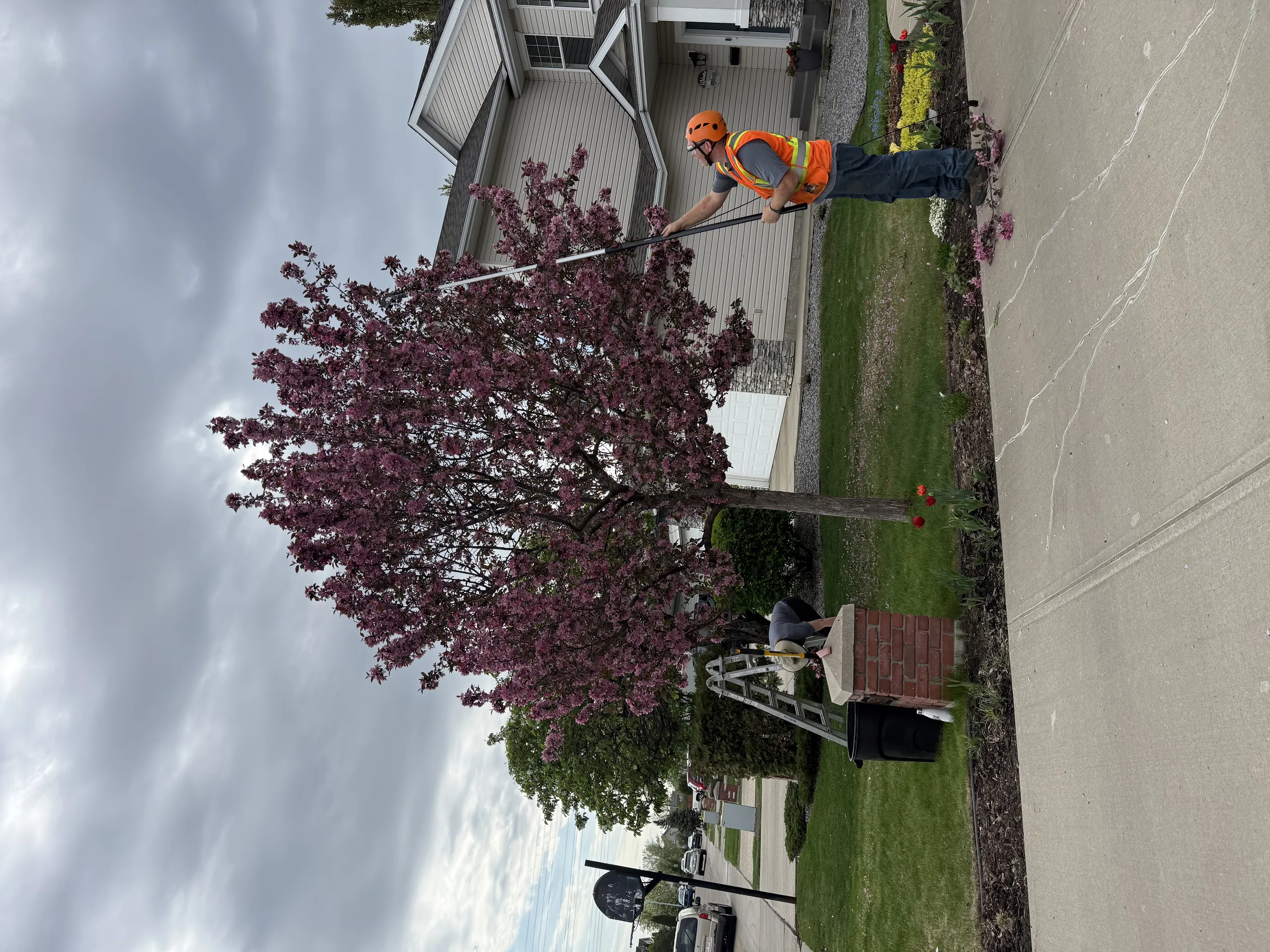 Pruning and shaping photo